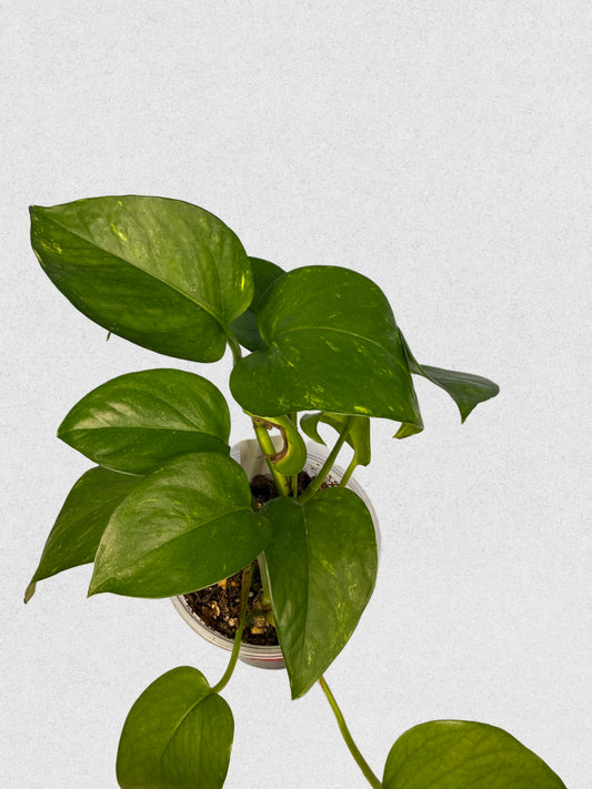 Neon Queen Pothos - Lime Variegated Trailing Plant