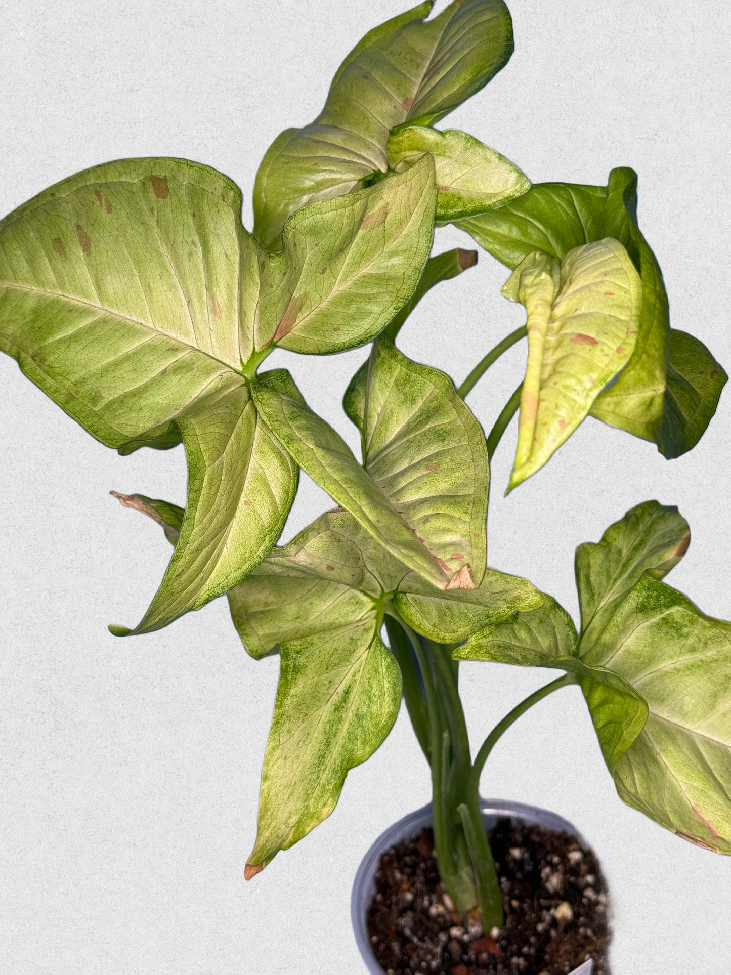 Milk Confetti Syngonium - C