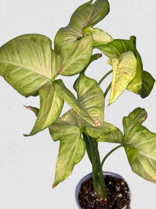 Milk Confetti Syngonium - C