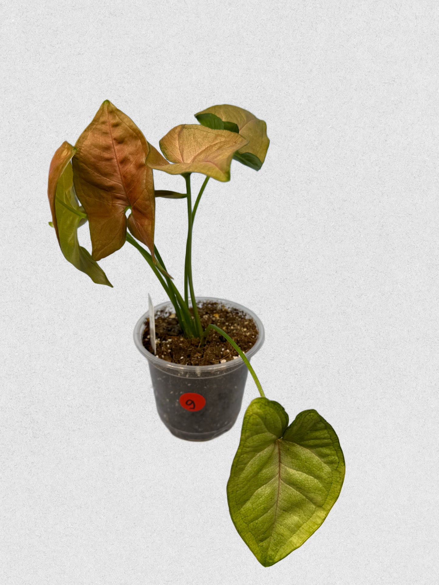 Neon Robusta Syngonium - G