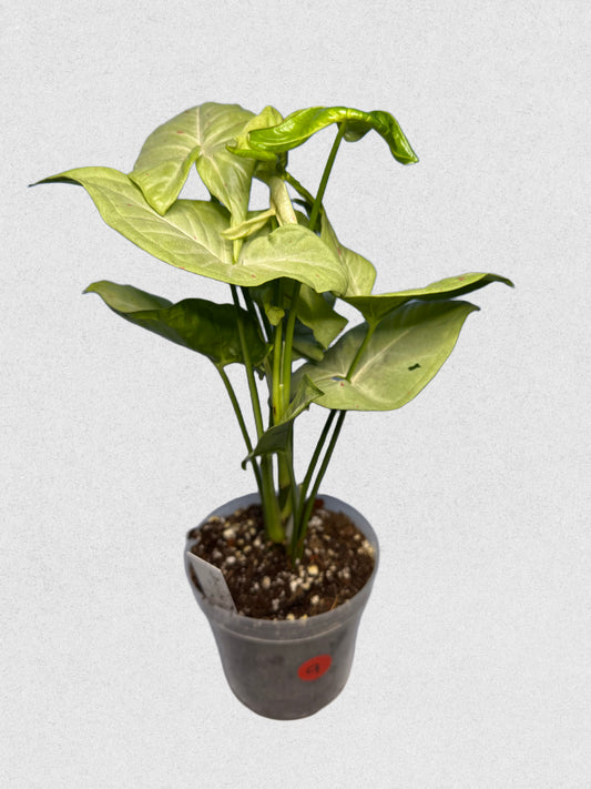 Milk Confetti Syngonium - A