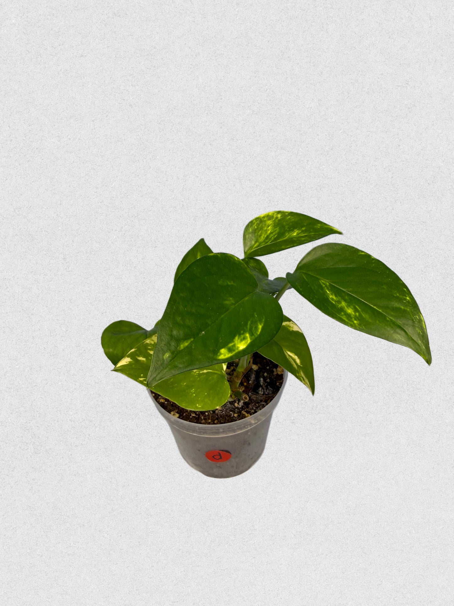 Neon Queen Pothos - D