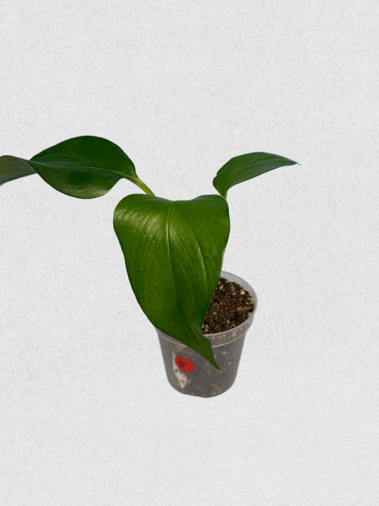 Jade Pothos - B