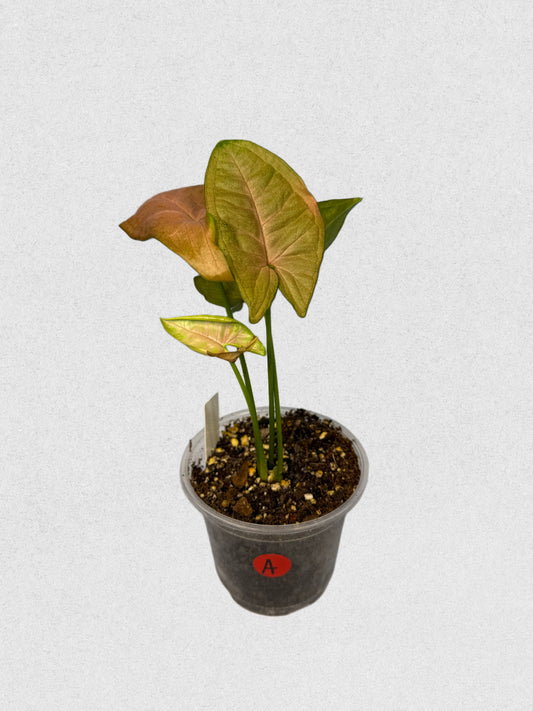 Pink Flecked Syngonium - A