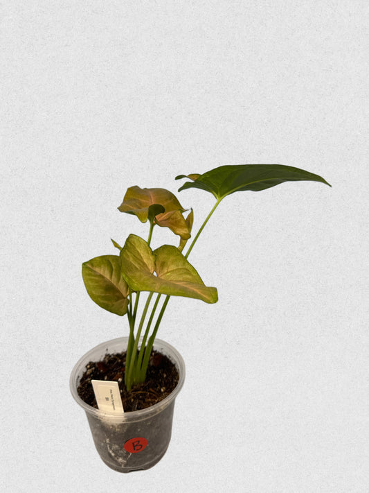 Pink Flecked Syngonium - B