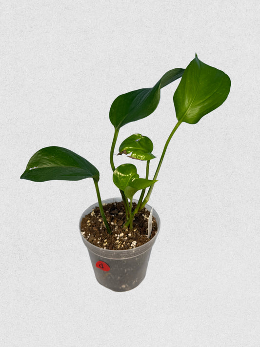 Jade Pothos - D