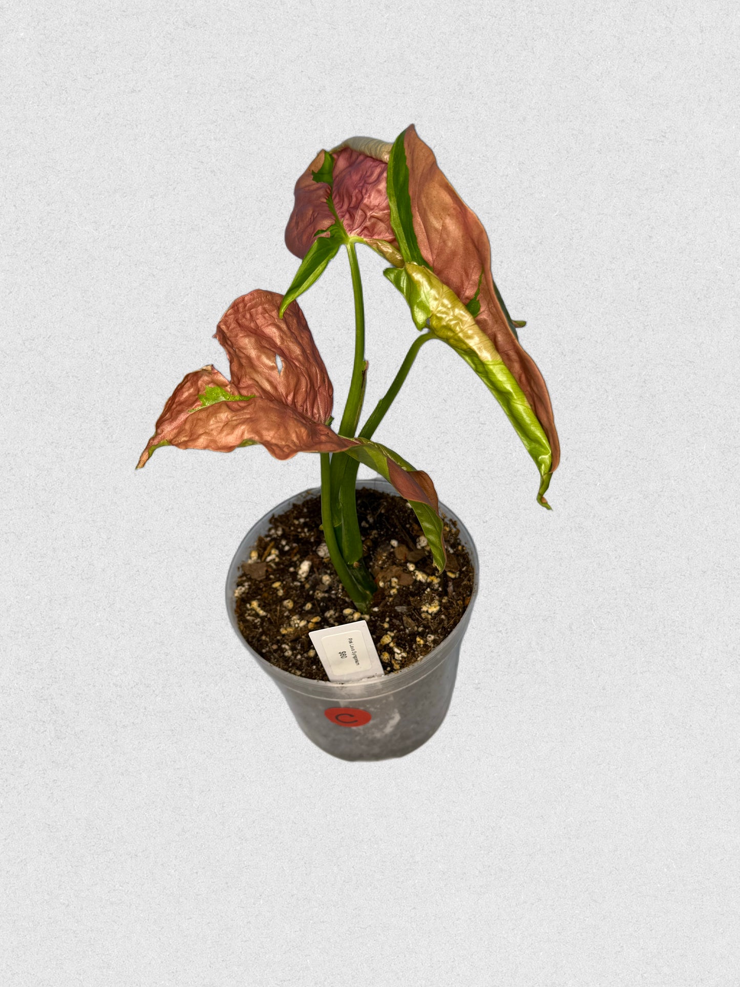 Pink Lava Syngonium - C