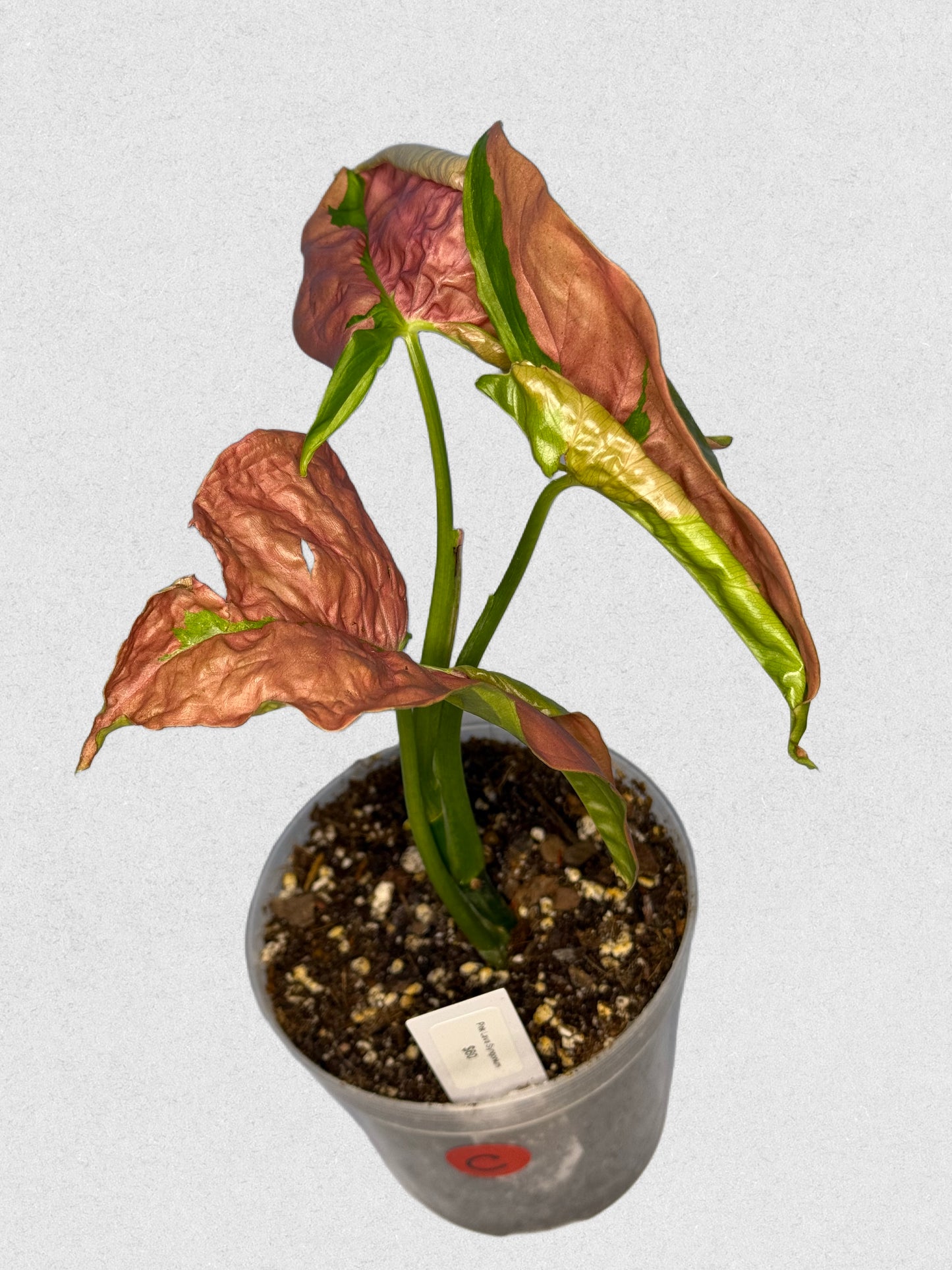 Pink Lava Syngonium - C