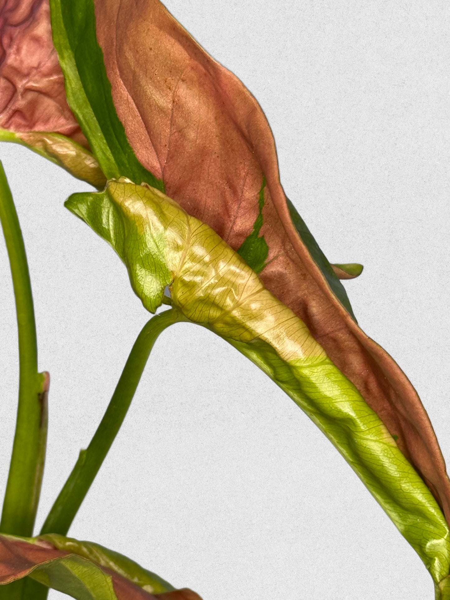 Pink Lava Syngonium - C