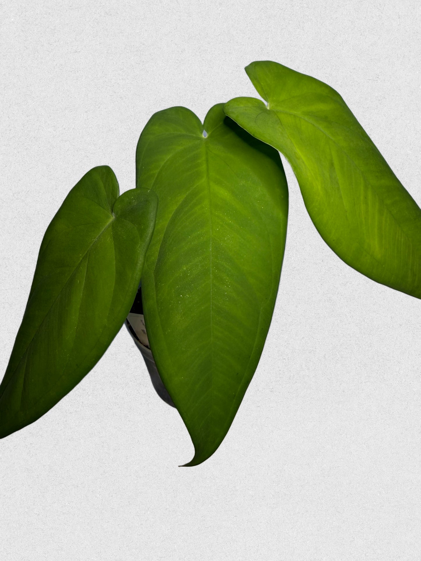 Syngonium macrophyllum - A