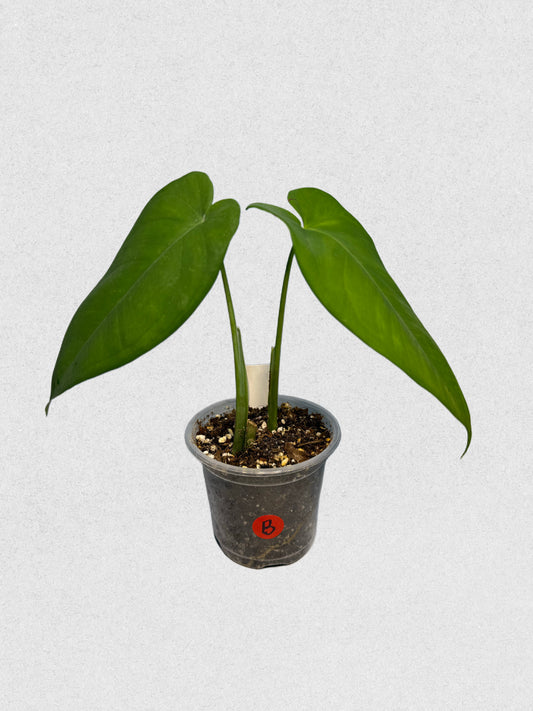 Syngonium macrophyllum - B