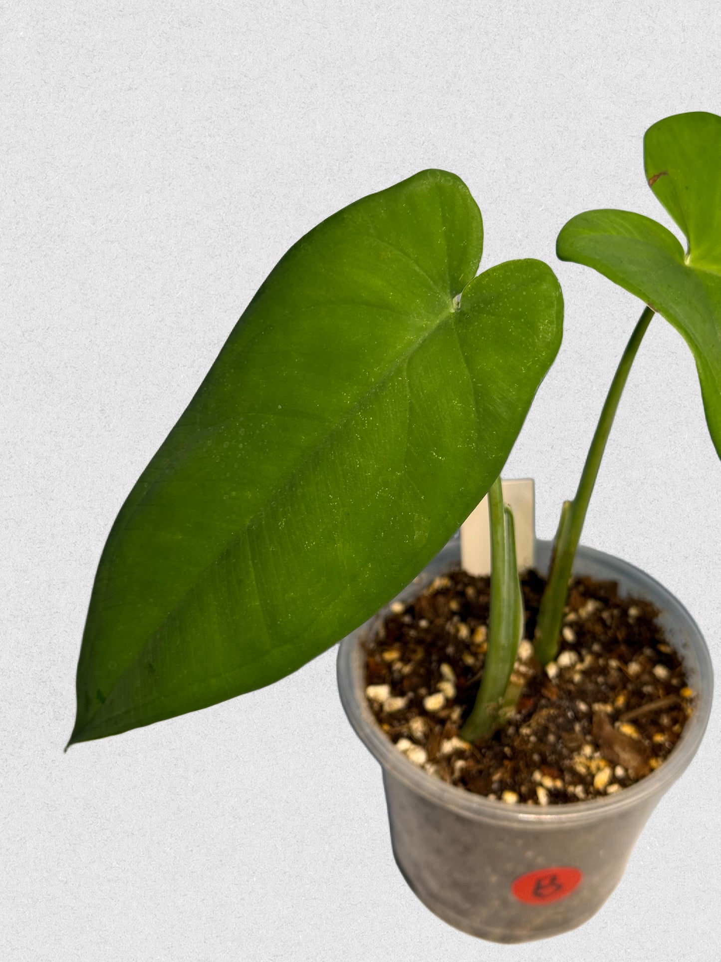 Syngonium macrophyllum - B