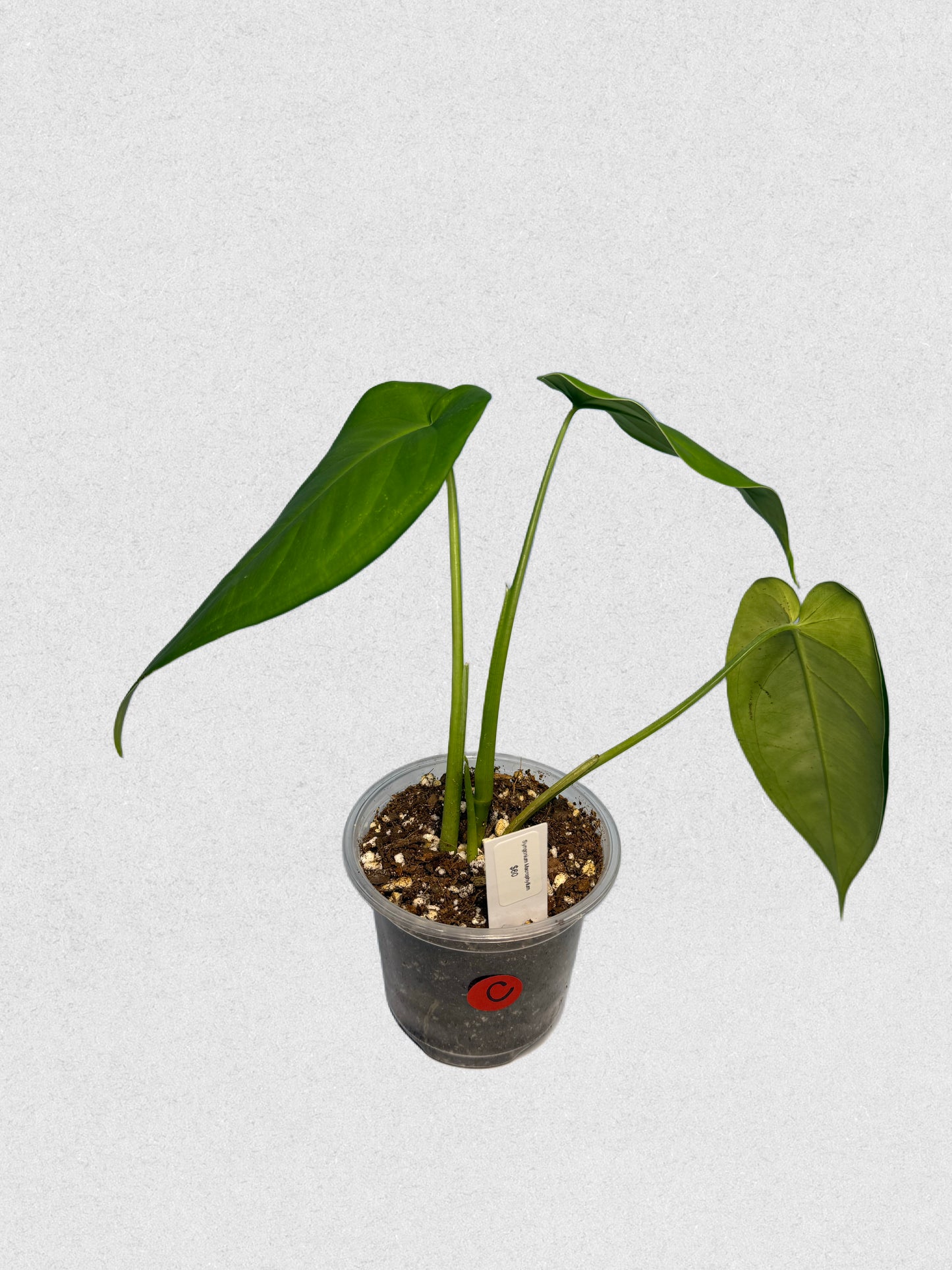 Syngonium macrophyllum - C