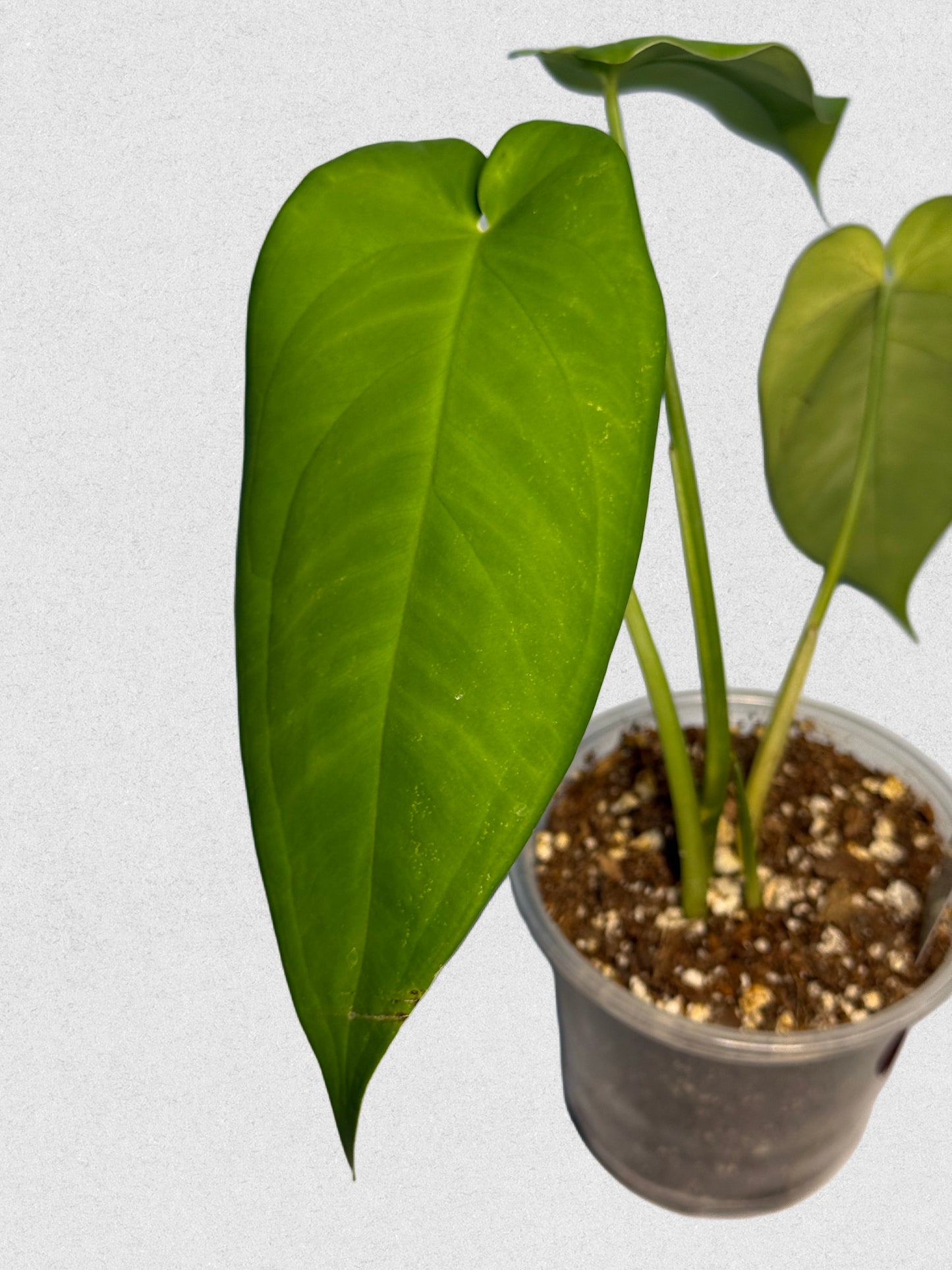 Syngonium macrophyllum - C