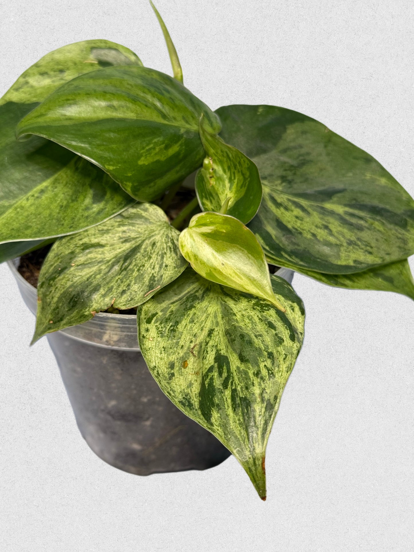 Variegated Philodendron Heartleaf
