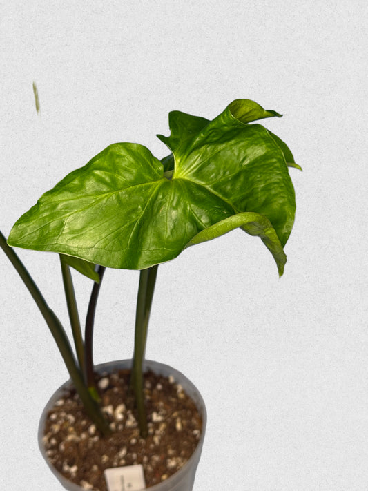 Panda Galaxy Syngonium - Rare White Constellation Variegation