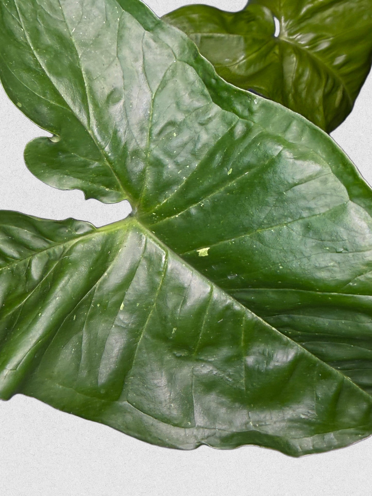 Panda Galaxy Syngonium