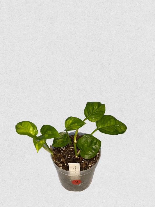 Global Green Pothos - A