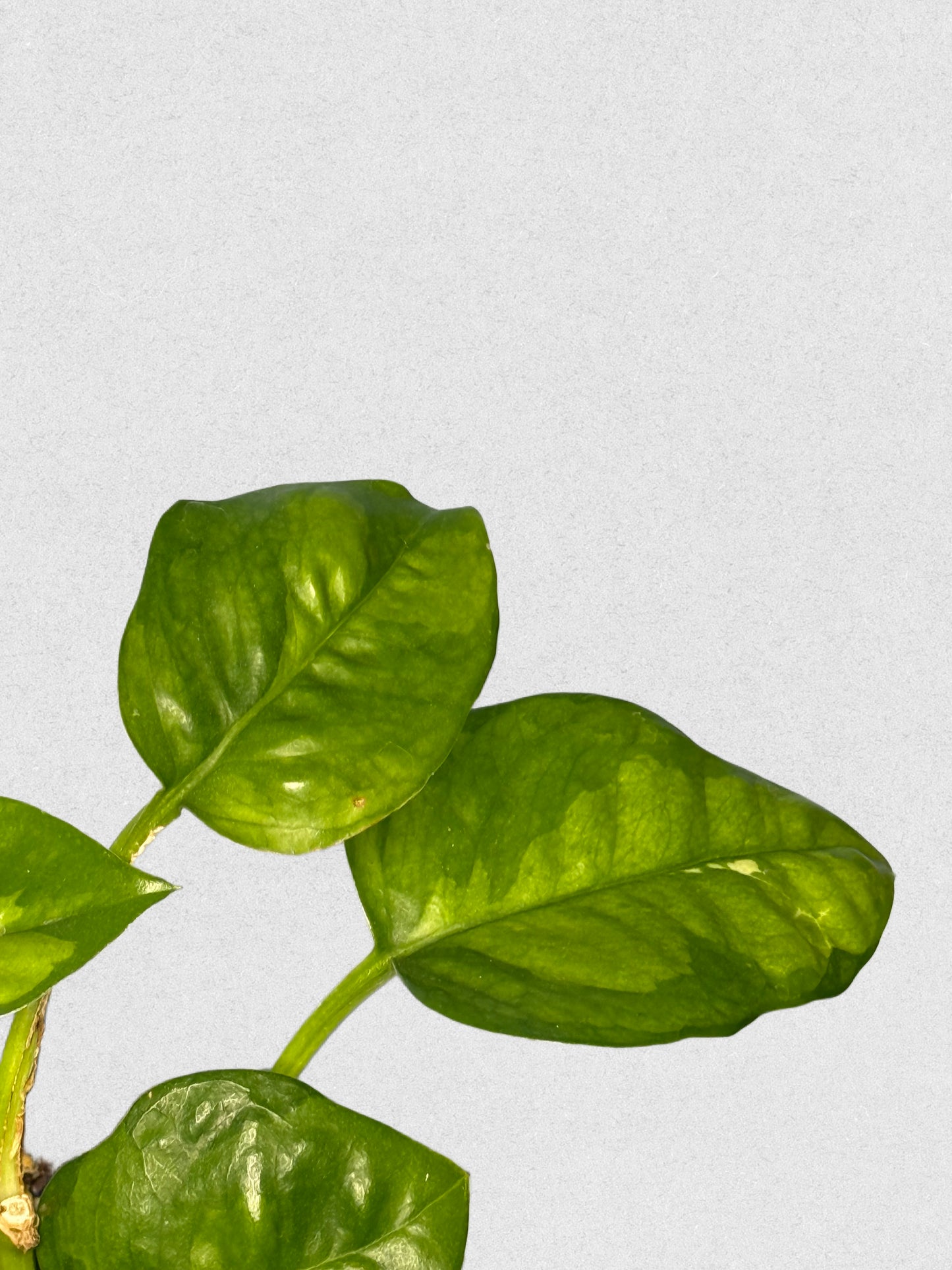 Global Green Pothos - A