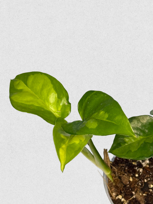 Global Green Pothos - A