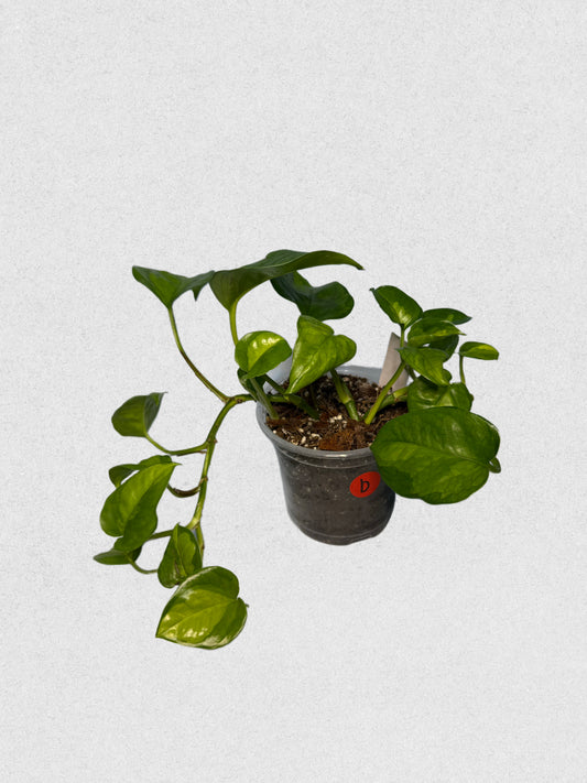 Global Green Pothos - B