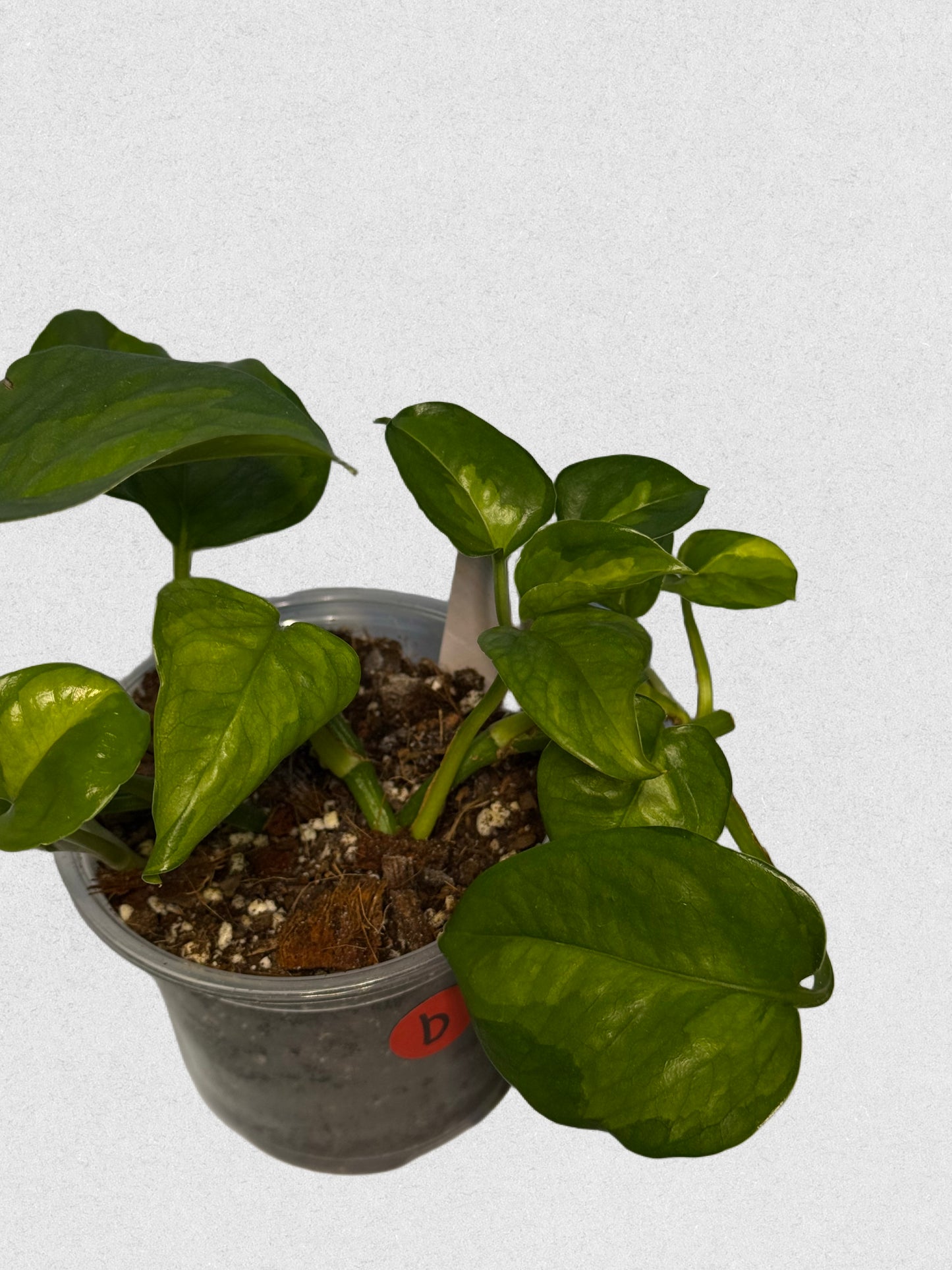 Global Green Pothos - B