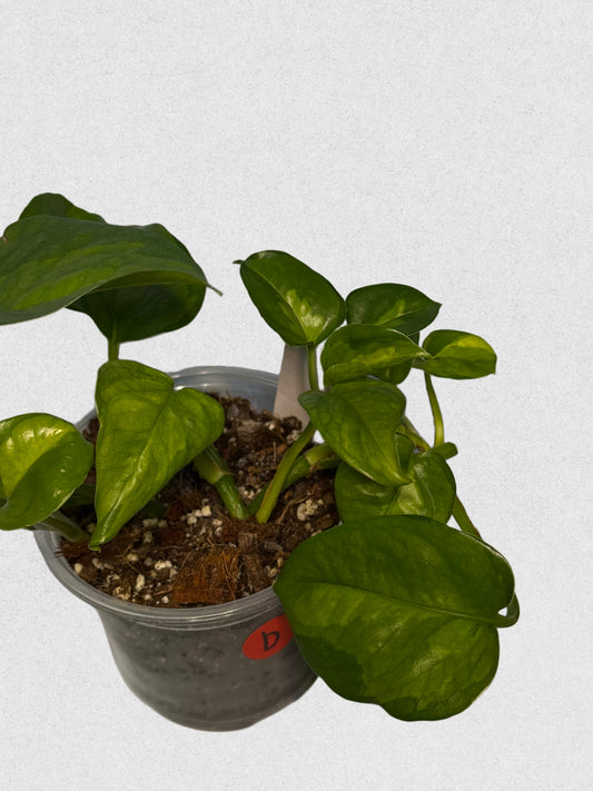 Global Green Pothos - B