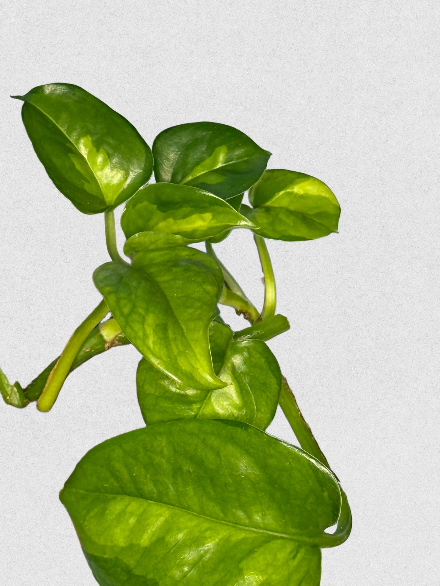 Global Green Pothos - B