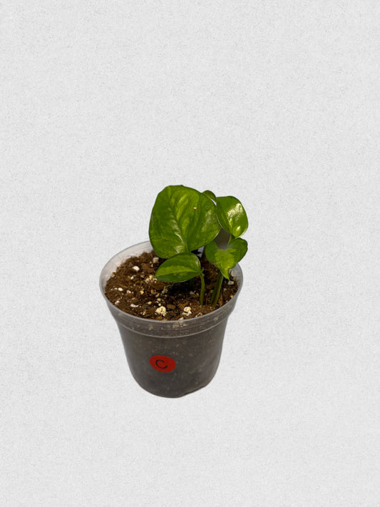Global Green Pothos - C