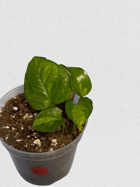 Global Green Pothos - C