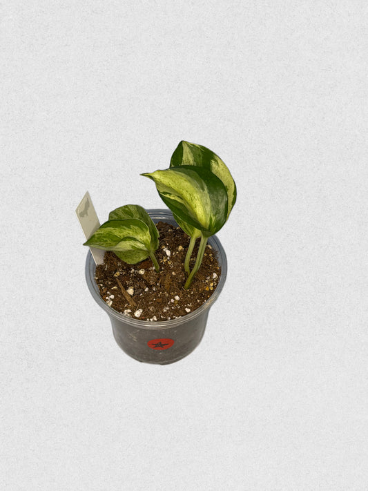 Manjula Pothos