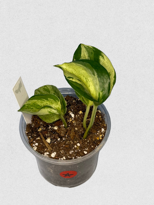 Manjula Pothos