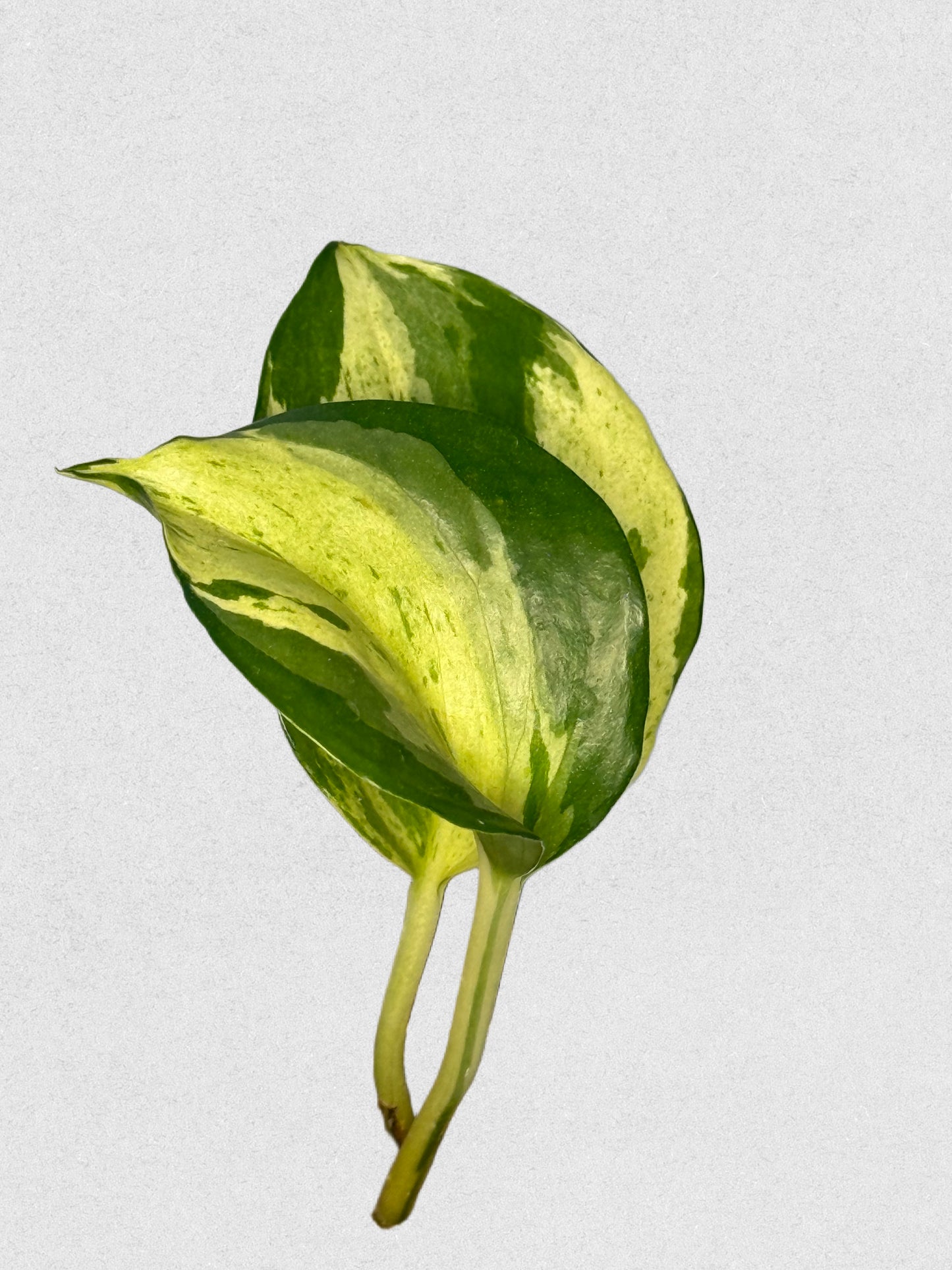 Manjula Pothos