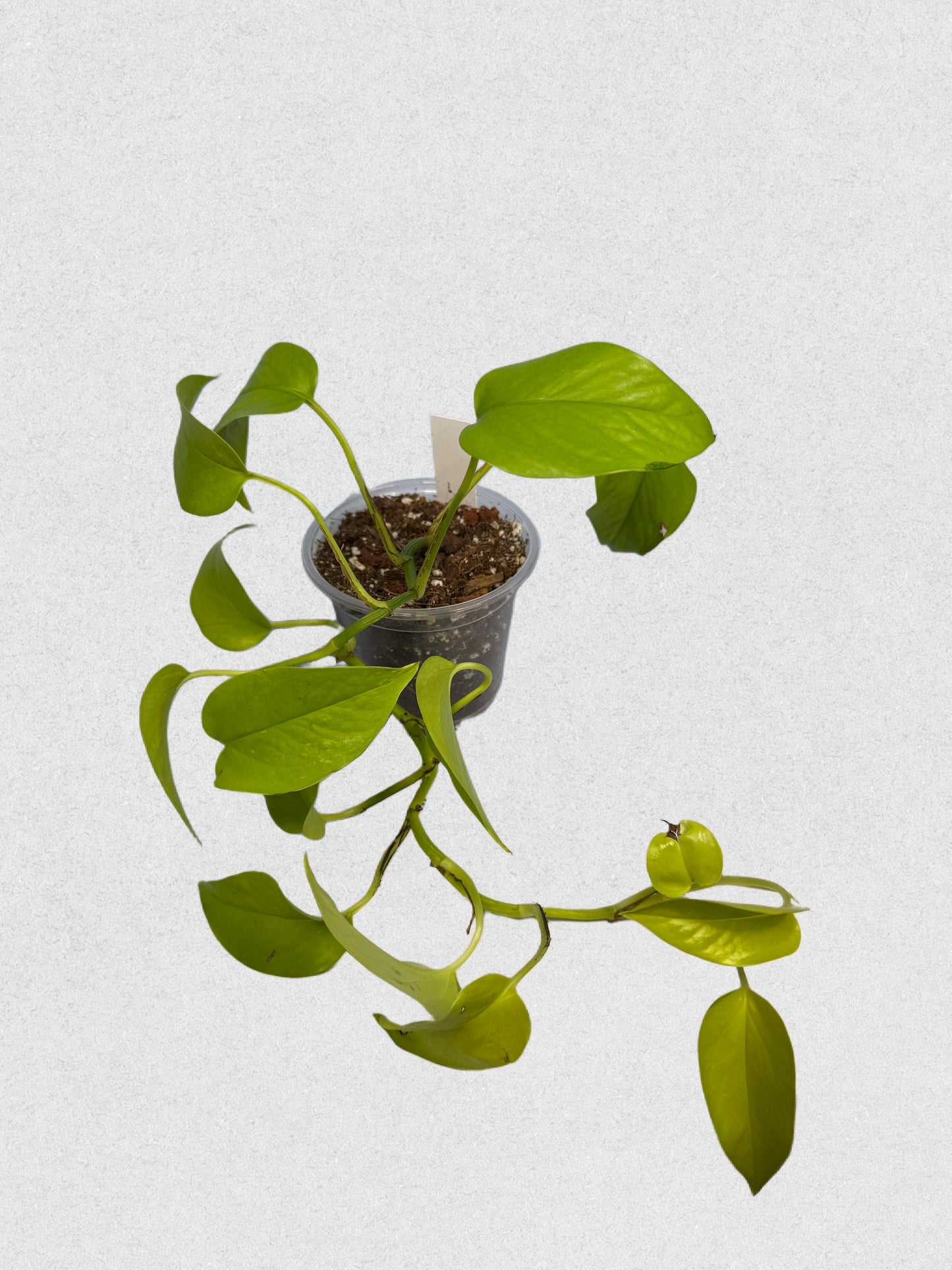 Sport Variegated Neon Pothos - A