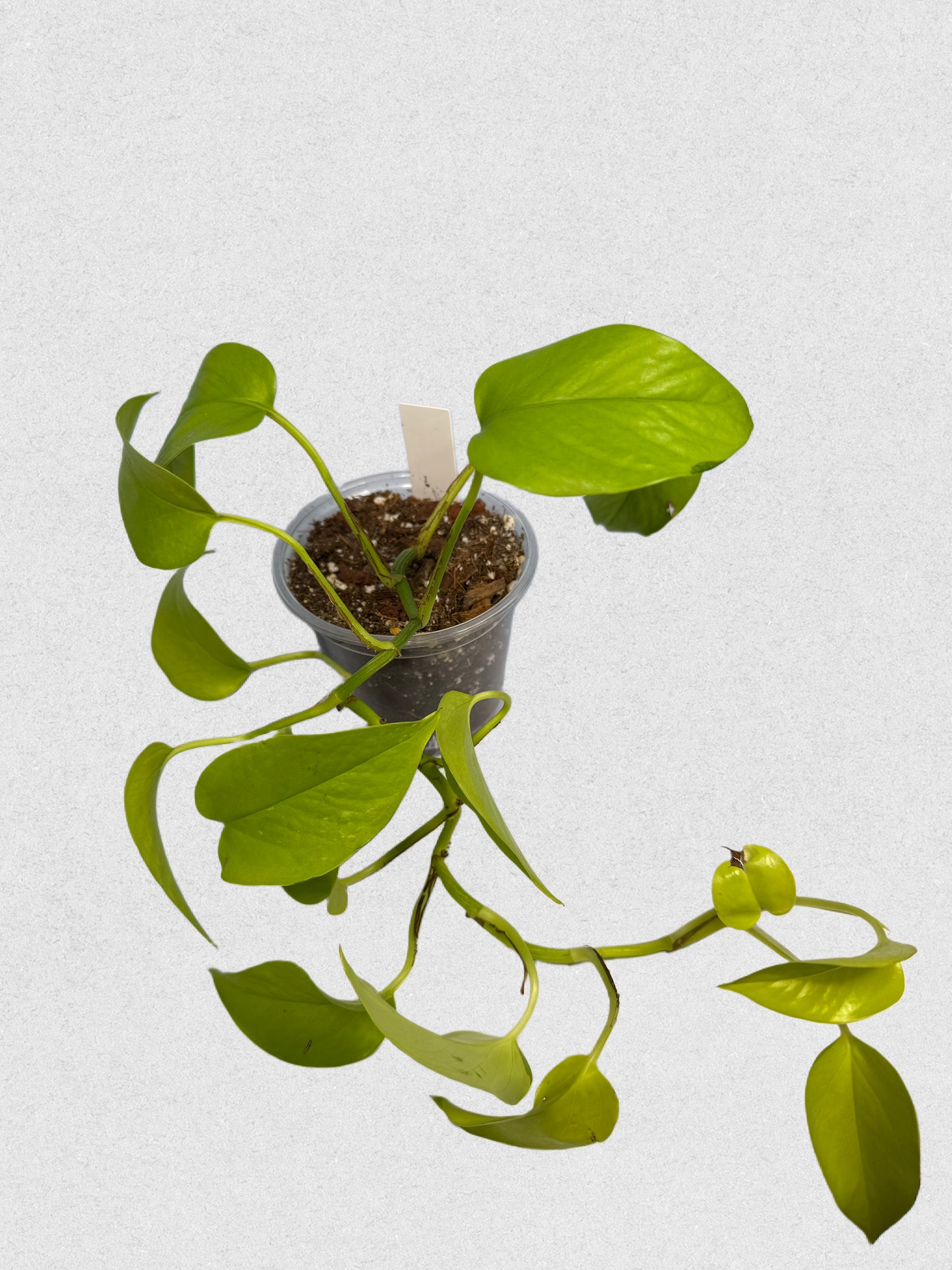 Sport Variegated Neon Pothos - A