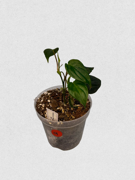 Micans Philodendron - A