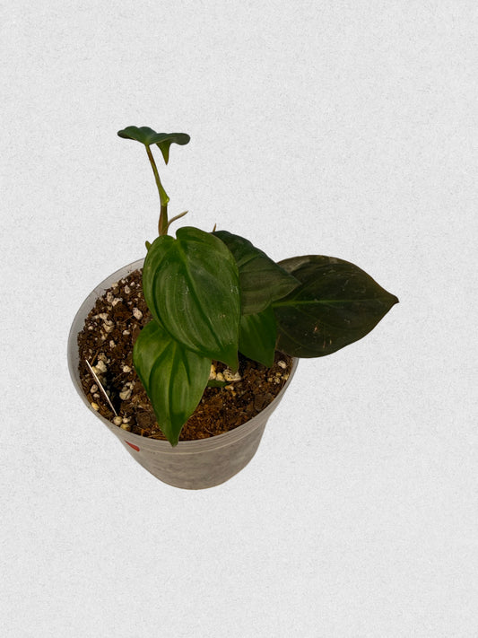 Micans Philodendron - A