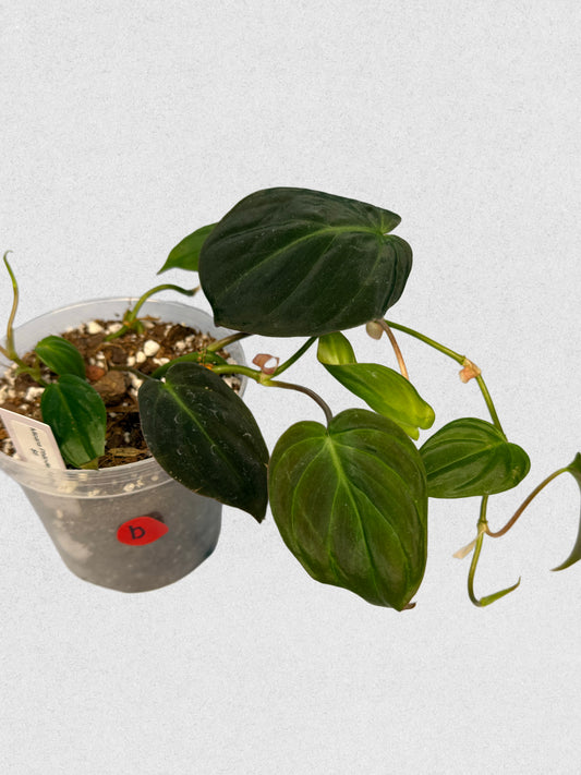 Micans Philodendron - B