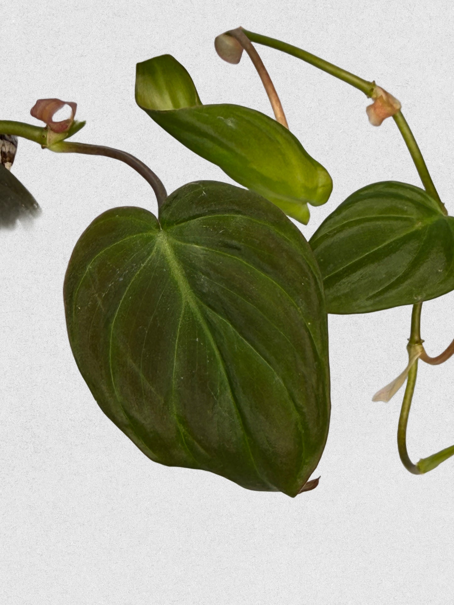 Micans Philodendron - B