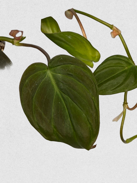 Micans Philodendron - B