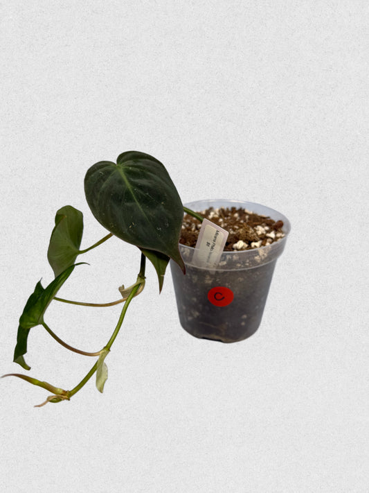 Micans Philodendron - C