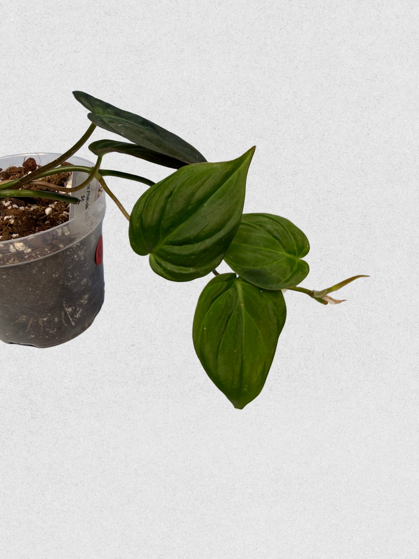 Micans Philodendron - C