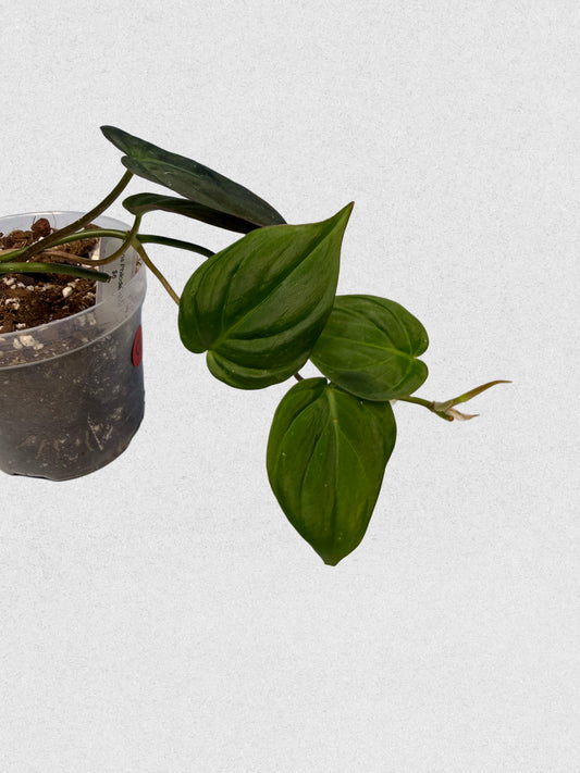 Micans Philodendron - C