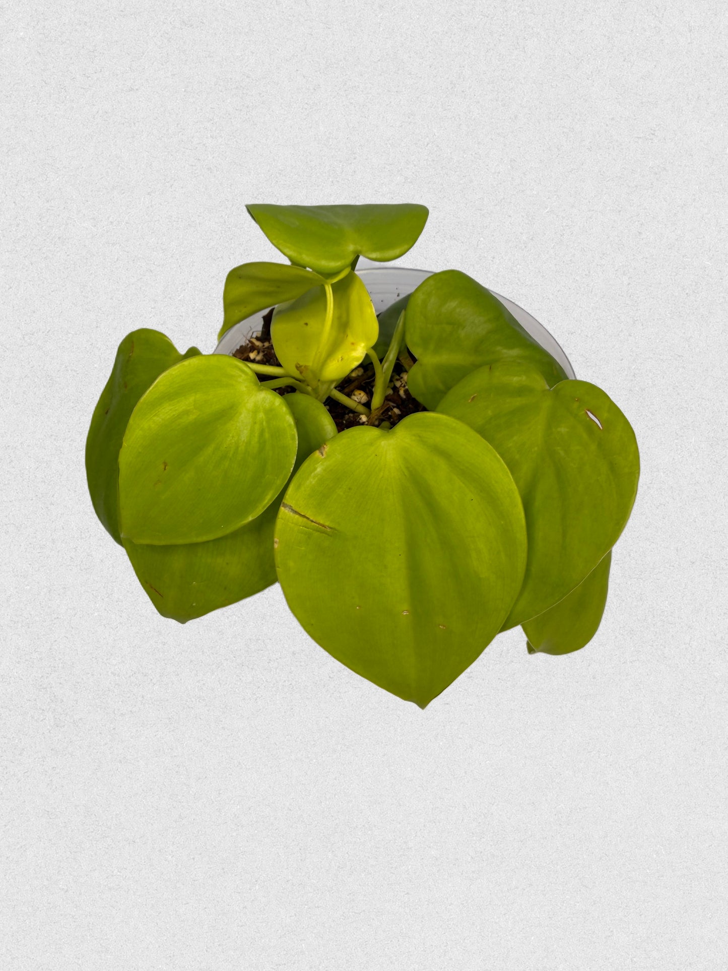 Neon Philodendron - A
