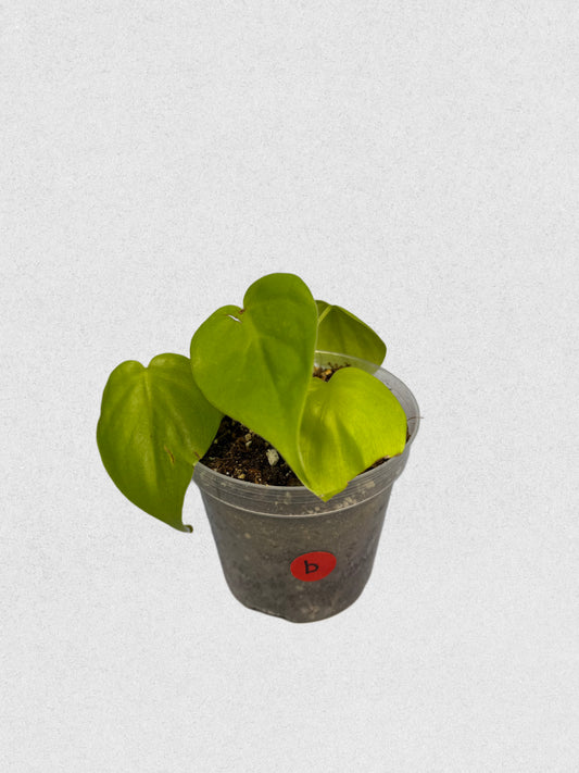 Neon Philodendron- B