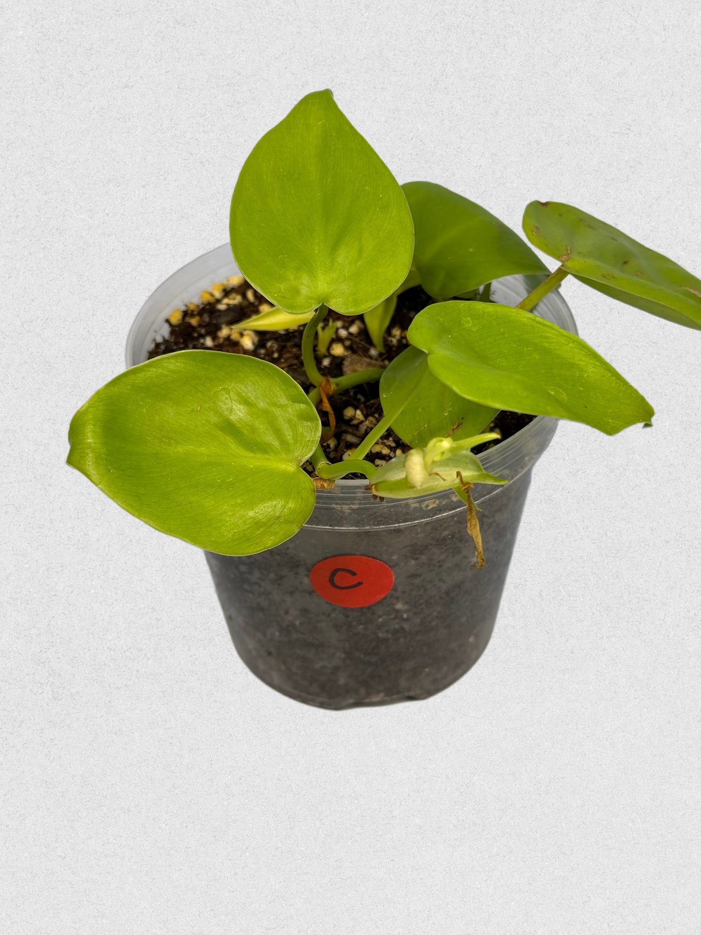 Neon Philodendron- C