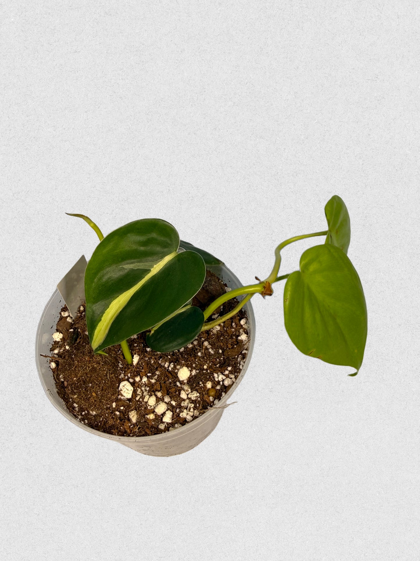 Neon Brasil Philodendron Mix