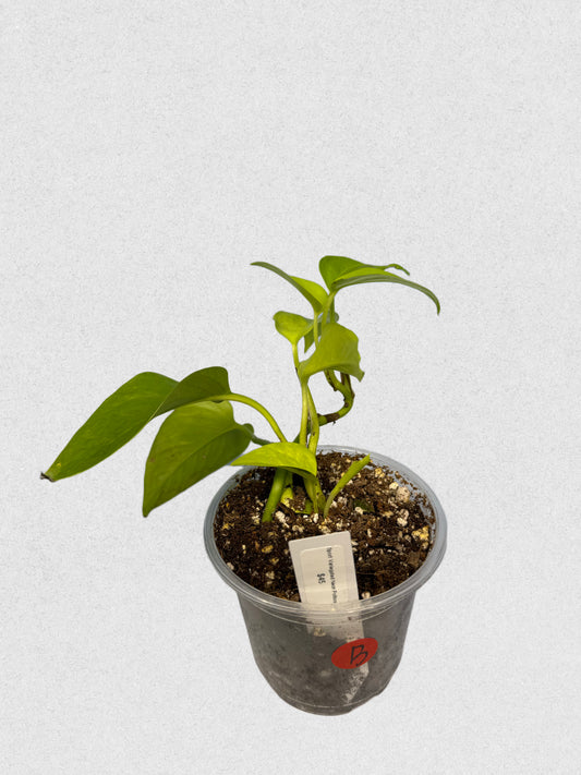 Sport Variegated Neon Pothos - B