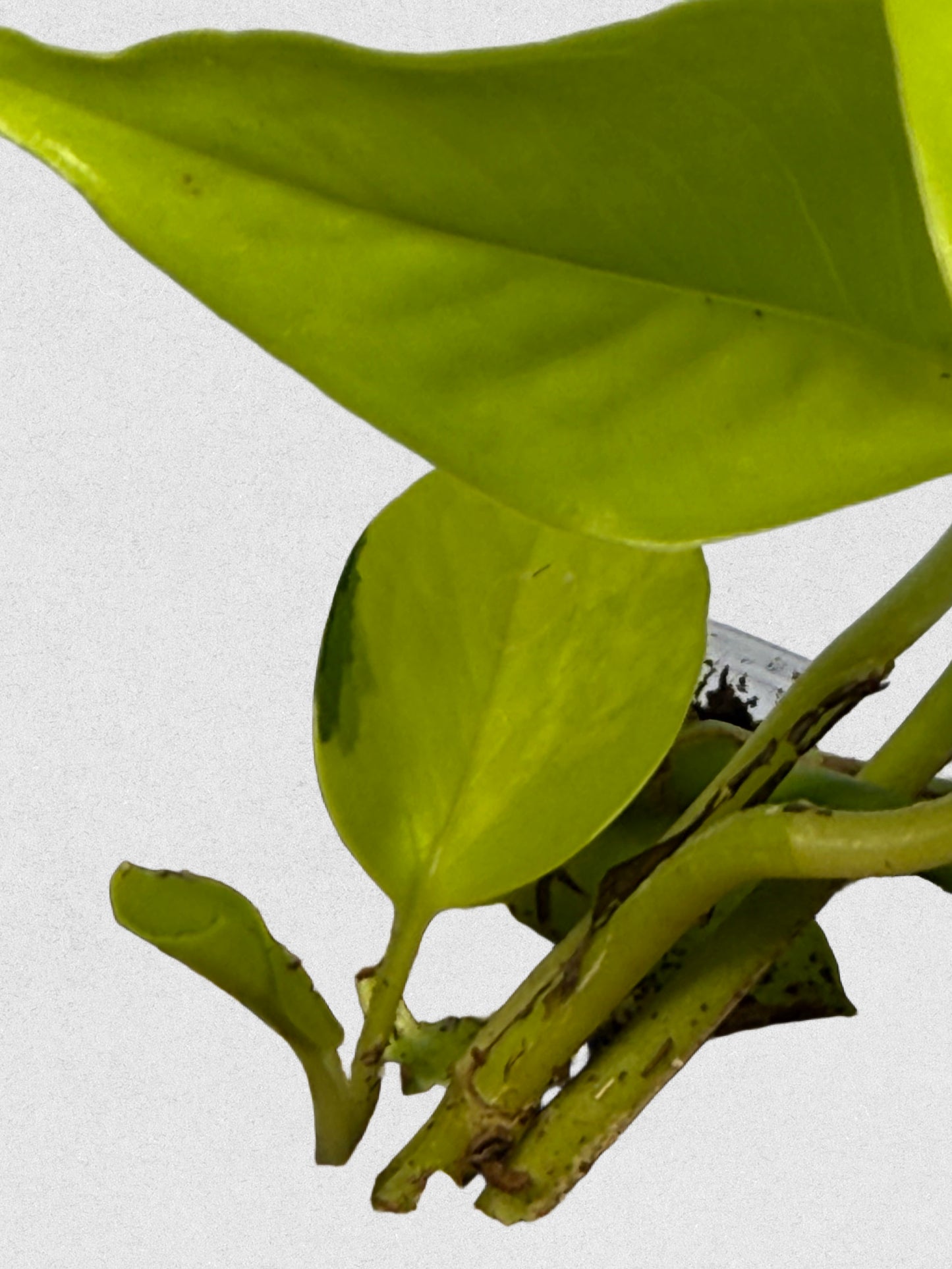 Sport Variegated Neon Pothos - B