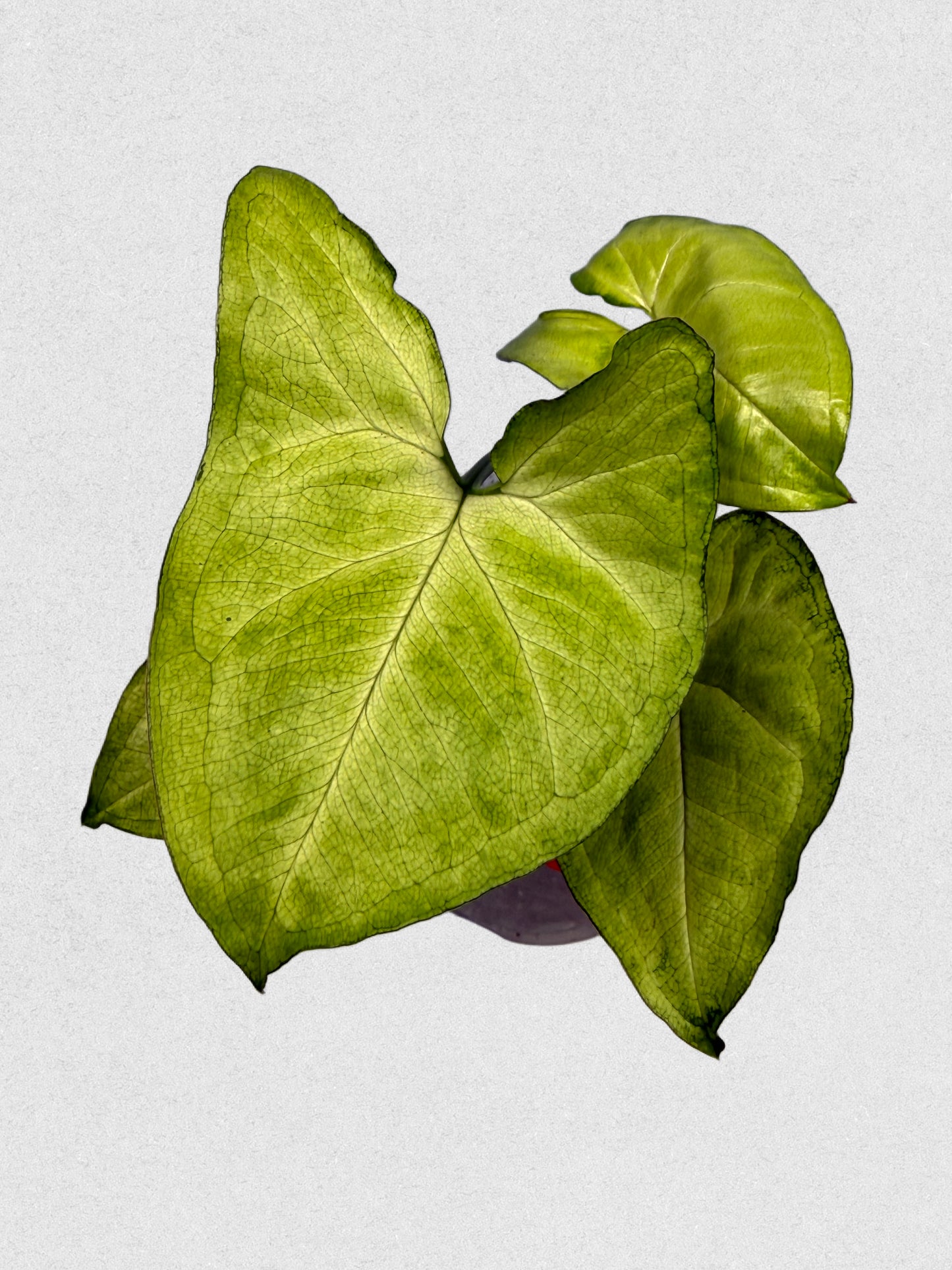 White Butterfly Syngonium - B